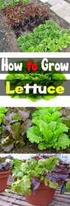 How to Grow Lettuce