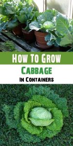 How To Grow Cabbage In Containers