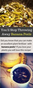 Using Banana Peels in the Garden for Fertilizer