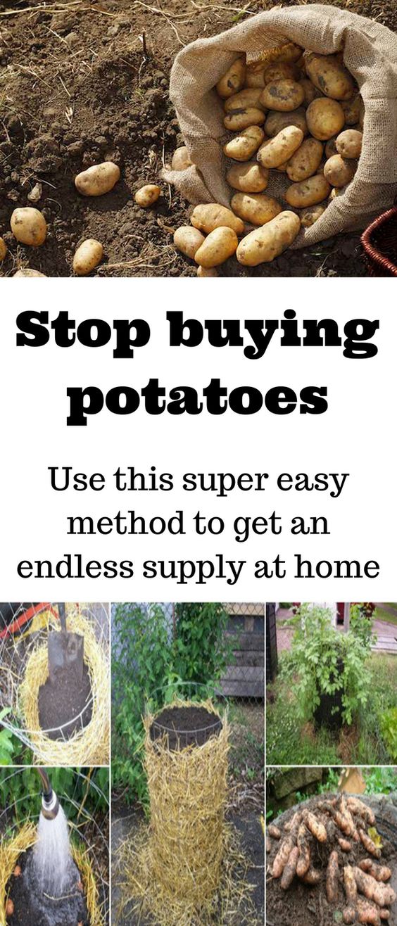 Stop buying potatoes. Use this super easy method to get an endless
