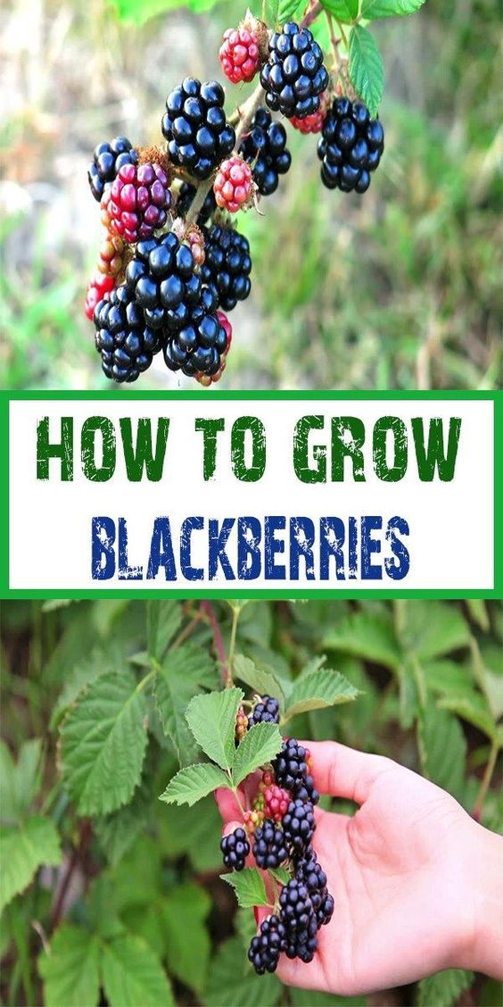 How To Grow Blackberries - Garden By Yourself