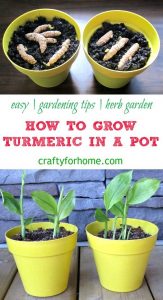 HOW TO GROW TURMERIC IN A POT