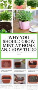 Why You Should Grow Mint At Home