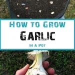 How to Plant Garlic in Containers