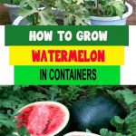 How to Grow Watermelon in Containers