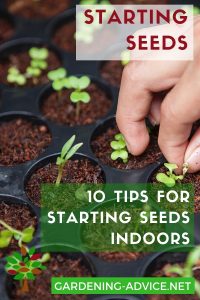 10 Tips For Starting Vegetable Seeds Indoors