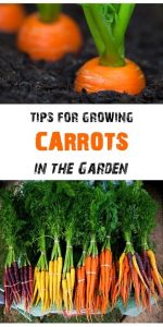 Tips for Growing Carrots