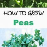 how to grow Peas