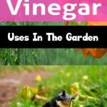 10 Amazing Vinegar Uses In The Garden
