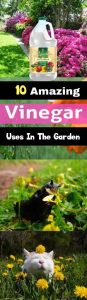 10 Amazing Vinegar Uses In The Garden