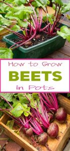 How to Grow Beets in Pots