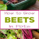 How to Grow Beets in Pots