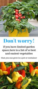 10 Vegetables You Can Grow In Containers