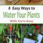 How to Water Plants While You’re Away