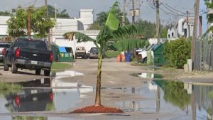 Florida man fed up with potholes plants banana tree in road