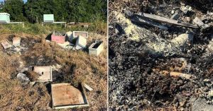 Beehives in Texas Attacked, Set On Fire, Killing Half a Million Bees, Officials Say