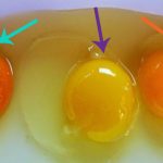 How to Tell If Your Eggs Came From a Sick Chicken (plus how to find healthy eggs if they did)