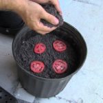 8 Genius Gardening Hacks You’ll Be Glad You Know