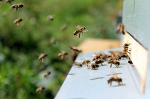 Minnesota Will Pay Residents To Turn Lawns Into Bee Sanctuaries