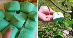 This Is Why You Should Put Irish Spring Soap In Your Garden!
