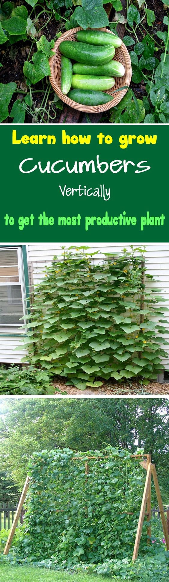 Growing Cucumbers Vertically Garden By Yourself
