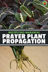 Prayer Plant Propagation: Multiplying Your Marantas