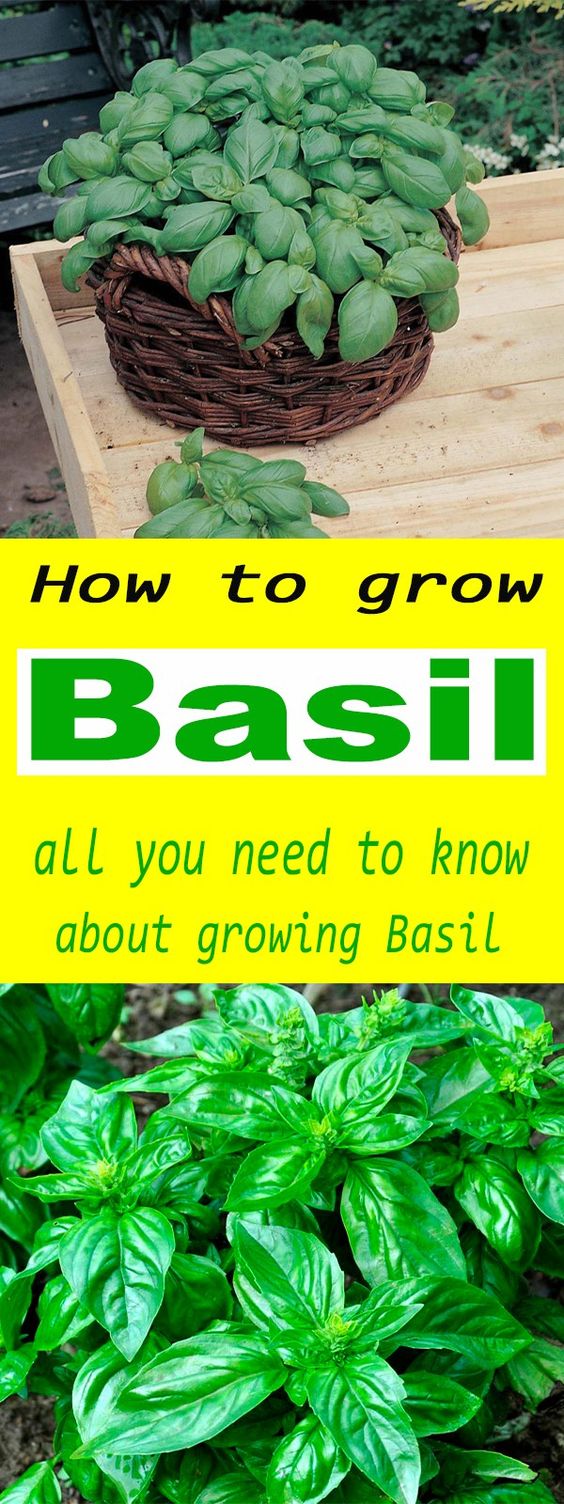 How To Grow Basil - Garden By Yourself