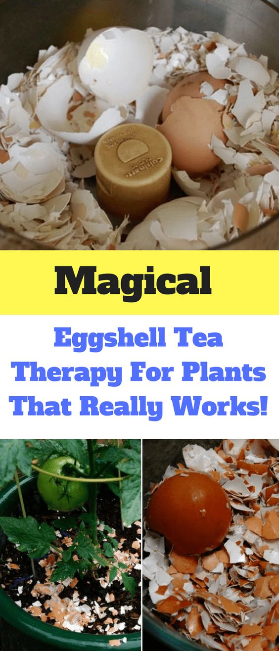 How to Use Eggshells in the Garden Garden By Yourself
