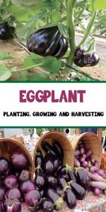 Eggplant – Planting, Growing and Harvesting