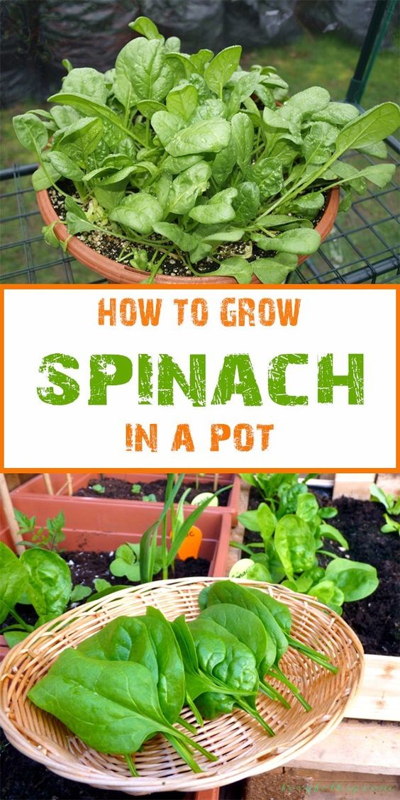 How To Grow Spinach Garden By Yourself