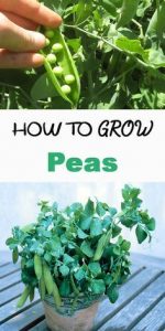 how to grow Peas
