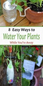 How to Water Plants While You’re Away